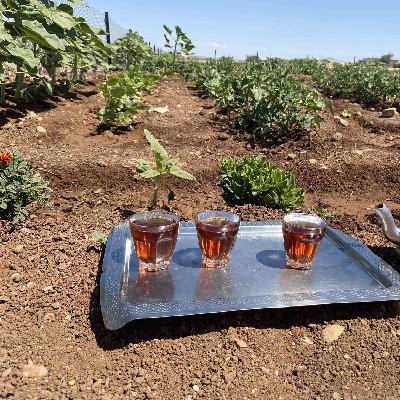 أصوات زراعية – 025 – الزراعة المتجددة – الجزء الأول - الحدائق المنزلية والمجتمعية - تقديم المهندس زهير الأغا – ضيف الحلقة د. شاهر عبد اللطيف أصوات زراعية – 025 – الزراعة المتجددة – الجزء الأول - الحدائق المنزلية والمجتمعية - تقديم المهندس زهير الأغا – ضيف الحلقة د. شاهر عبد اللطيف