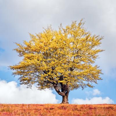 Venerdì della XXXIII° settimana TO Venerdì della XXXIII° settimana TO