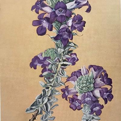 S1 Ep2: En Plantes Rejse. - Fra aborigineres plantemedicin til forskning i kræftbehandling.