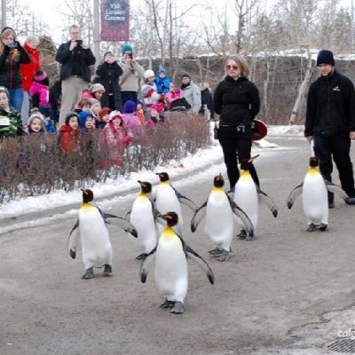 Cosas para hacer en invierno en Calgary Cosas para hacer en invierno en Calgary