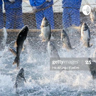 Indicadores financeiros na pisicultura