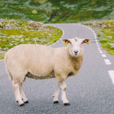 Blåtunge - en sykdom som har alvorlige konsekvenser for dyrene