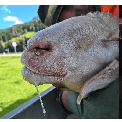 Folge 143: Aktuelles zur Blauzungenkrankheit Folge 143: Aktuelles zur Blauzungenkrankheit