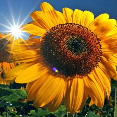 Sommer, Sonne, Rave Vol.8