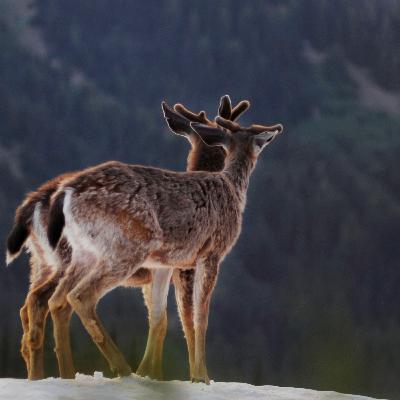 Emotional Self-Coaching by Compassionate Communication Emotional Self-Coaching by Compassionate Communication