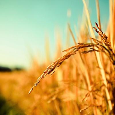 Christ Jesus: The Bedrock of the Great Commission 1.28.2017