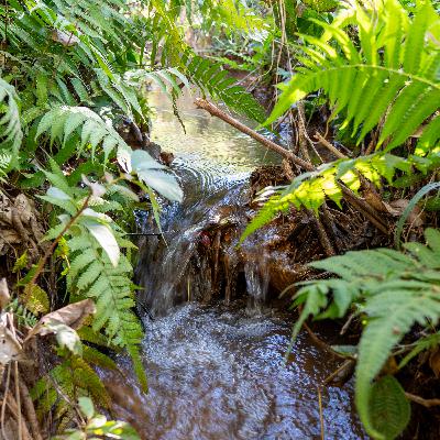Sons Relaxantes de Cascata em Minas Gerais / Relaxing Waterfall Sounds in Minas Gerais 🌊✨
