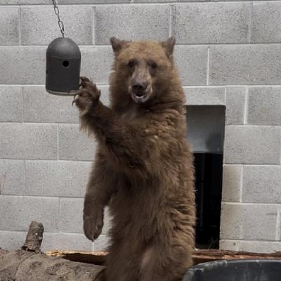 Sequoia Park Zoo Welcomes a Black Bear Cub & Advertises for Conservation Grant Applications