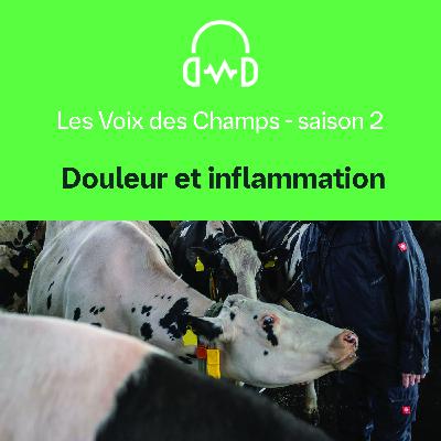 LesVoixDesChamps - S02 - E04 : Douleur et inflammation LesVoixDesChamps - S02 - E04 : Douleur et inflammation