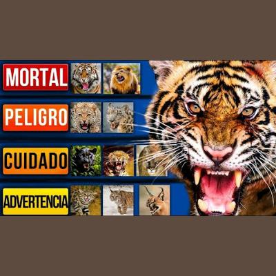 Gatos salvajes mortales (Ranking definitivo)