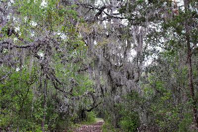 Spanish moss? Not exactly. Spanish moss? Not exactly.