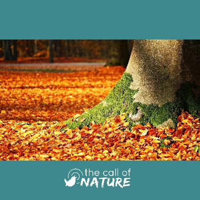 Episode 9 "Kicking Leaves and Dancing Snakes"