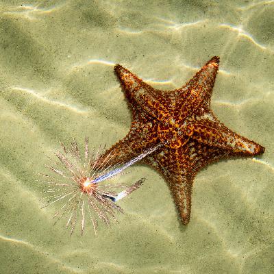 From Shallows to Spirituality: A Journey of Conscious Awakening