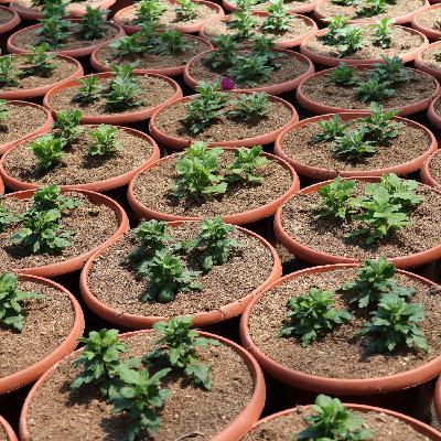 Arrivée de jeunes plants Horticoles, la marche à suivre