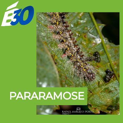 Pararamose