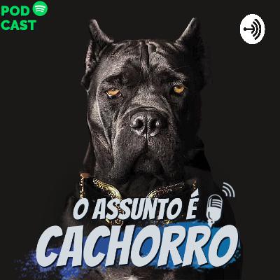 5 Raças Raras de Cachorro 5 Raças Raras de Cachorro