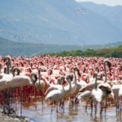 10 Wildlife Migrations to Shape Your Travels in 2026