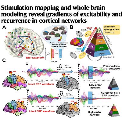 601-Stimulation mapping and whole-brain modeling