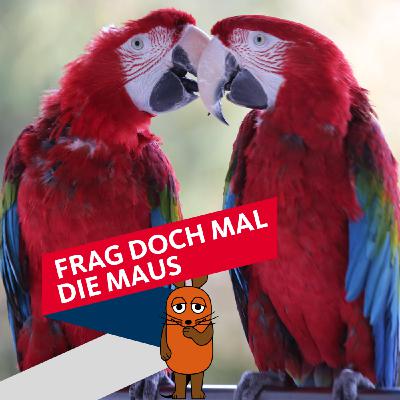 Warum gibt es einen Papagei, aber keinen Mamagei?