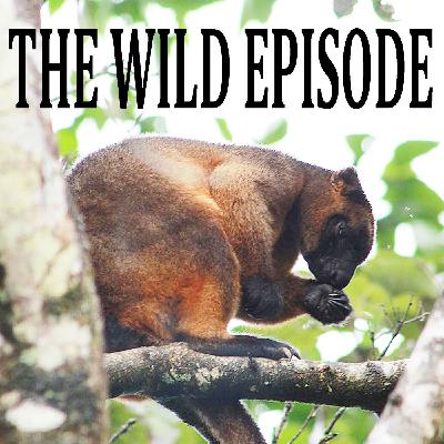 Lumholtz's Tree Kangaroo : Change is the Only Constant