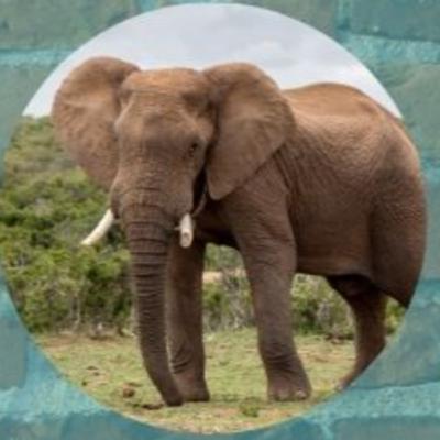 Ifa & Animals: The Elephant