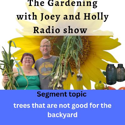 Episode 1490: Seg 1 of SE33 Trees that are not good for your backyard - The Gardening with Joey and Holly Radio Show