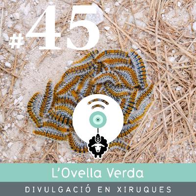 45 | La processionària del pi: desmentim mites