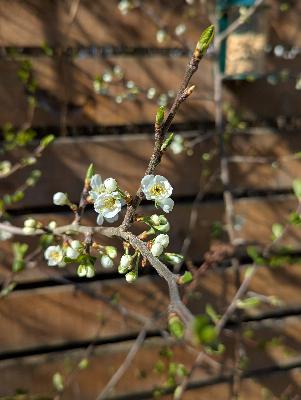 Mithering over a plum tree