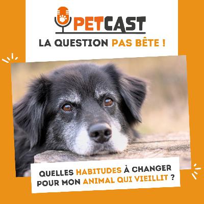 Quelles habitudes à changer pour un animal qui vieillit ?