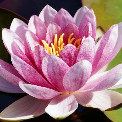 22 - Aurie und das Mitgefühl