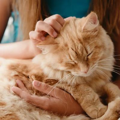 Why Do People Like Cats? 15 Interesting Reasons