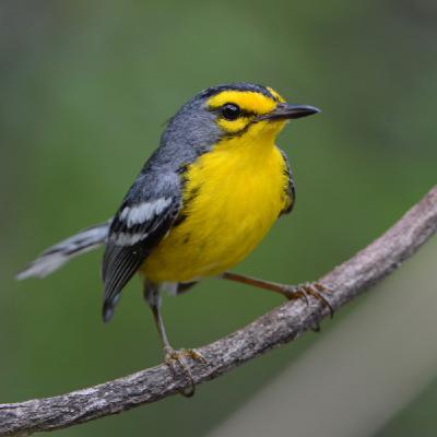 David Hollie on the Lesser Antilles and its endemic birds, Part 2
