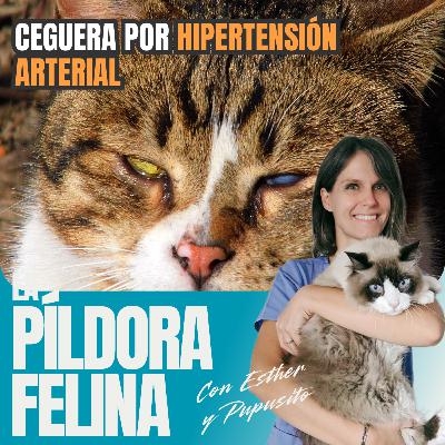 561. Ceguera por HIPERTENSIÓN ARTERIAL 561. Ceguera por HIPERTENSIÓN ARTERIAL