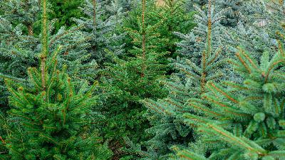 Wenn der Weihnachtsbaum noch lebt