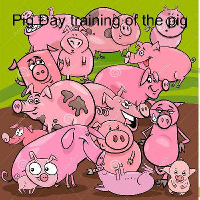 Pig Day training of the pig