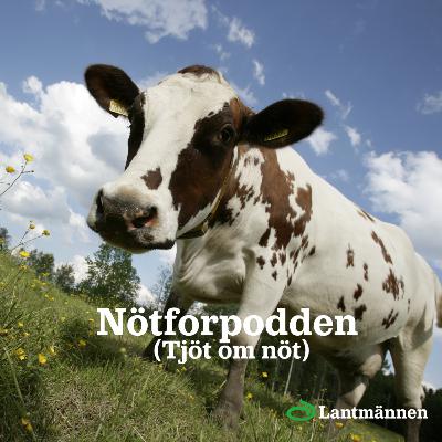 83. Lantmännens Nötforpodd - Ta hand om djuren på betet