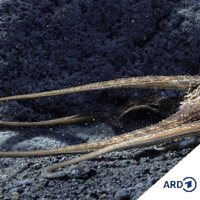 Orchesterhörspiel: 20.000 Meilen unter dem Meer