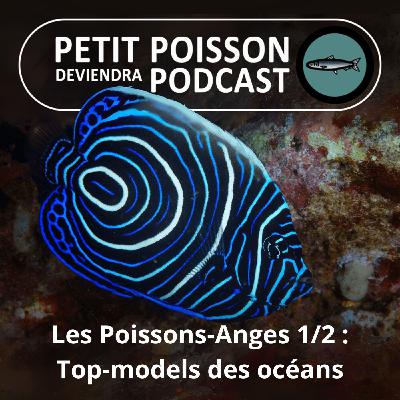BEST OF D'ÉTÉ #19 : Les Poissons-Anges 1/2 : Les top-models des océans