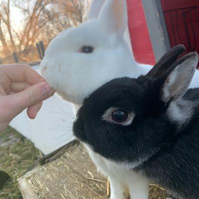 Lustige Kaninchen Eigenarten 😅//Das machen meine Kaninchen