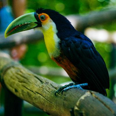 12. Costa Rica - Péninsule d'Osa et Centre-Sud