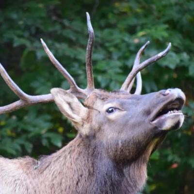 2:2:23 David Russell Psalm 112