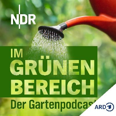 Aussaat im August: Jetzt Herbstgemüse aussäen