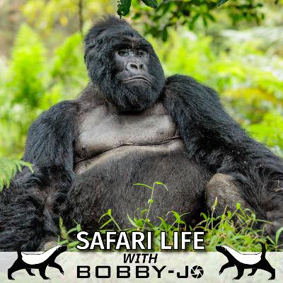 Ep21: What It’s Like to Be Charged by a Silverback! Ep21: What It’s Like to Be Charged by a Silverback!