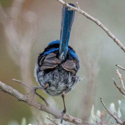 Em tempos de Atila, Taynara é a bióloga que a gente quer.mp3 Em tempos de Atila, Taynara é a bióloga que a gente quer.mp3