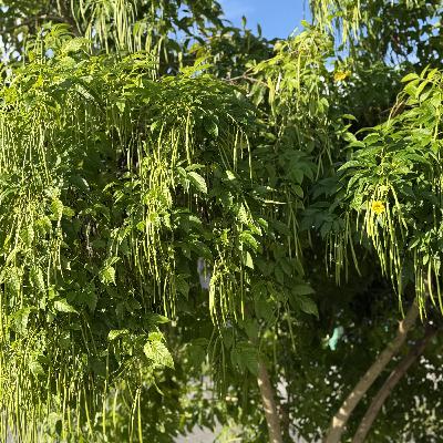 HOMBRES ÍNTEGROS (E1993). HOMBRES ÍNTEGROS (E1993).