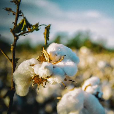 Cotton Talk and Nitrogen Wins! (Season 1, Episode 9)