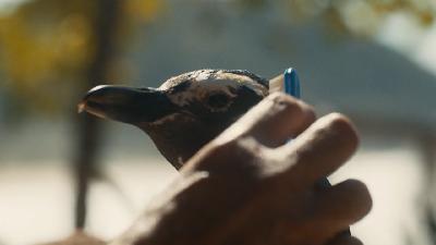 «Мой пингвин» «Мой пингвин»