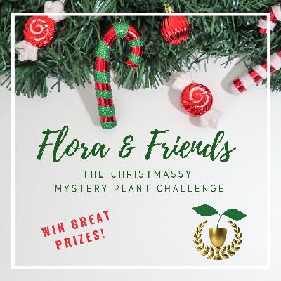 The Flora and Friends Christmassy Mystery Plant Challenge - more clues