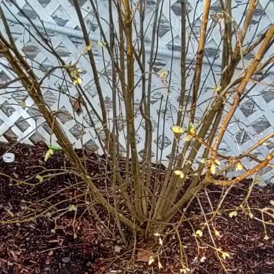 Lilac spring plant care and maintenance