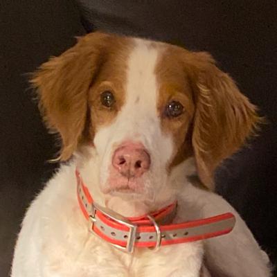 South Dakota Prairie Chickens and Sharptail Grouse Nov 2021